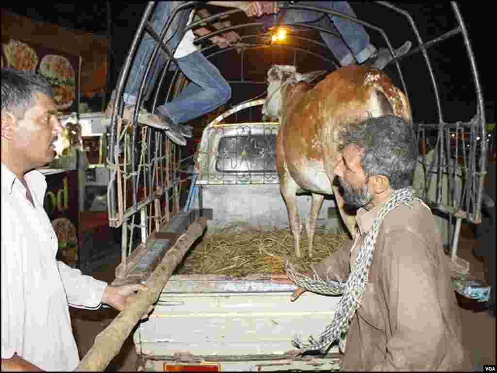 جانور کا سودا ہوجانے کے بعد اسے گھر تک لے جانے کا مشکل مرحلہ آتا ہے۔ منڈی میں موجود سوزوکی اور ٹرک والے گاہکوں سے من مانی رقم وصول کر رہے ہیں۔ 