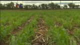 Pengembangan Varietas Jagung Tahan Cuaca Kering