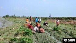 সুন্দরবনে ম্যানগ্রোভ গাছের চারা রোপণ করছেন পরিবেশ কর্মীরা- ফটো- দ্য ওয়াল