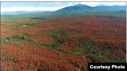 Foret en Colombie-Britannique, Canada.