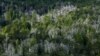  Drought triggered this forest die-off in Argentina in 2004. Photo credit: Thomas Kitzberger