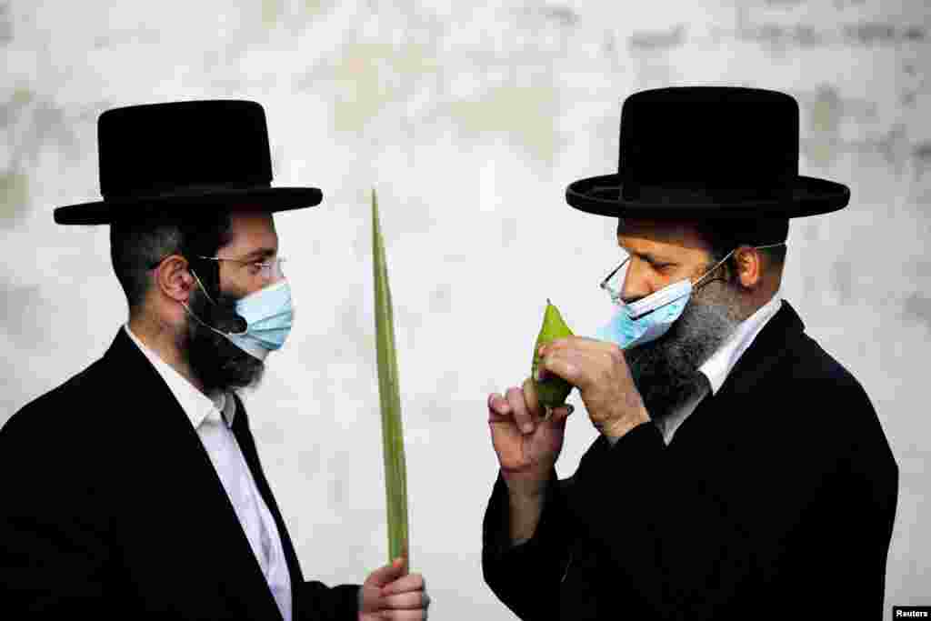 Ultra-Orthodox Jews inspect an Etrog citrus fruit and palm fronds to be used in rituals during the Jewish holiday of Sukkot in Ashdod, Israel.