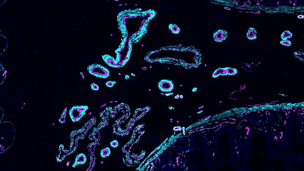 Scientists Publish Version of a Map of Human Body Cells