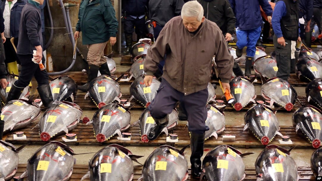 Seorang calon pembeli memeriksa kualitas ikan tuna di pasar ikan Tsukiji, Tokyo, Jepang (foto: ilustrasi). 