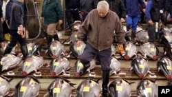 Seorang calon pembeli memeriksa kualitas ikan tuna di pasar ikan Tsukiji, Tokyo, Jepang (foto: ilustrasi). 