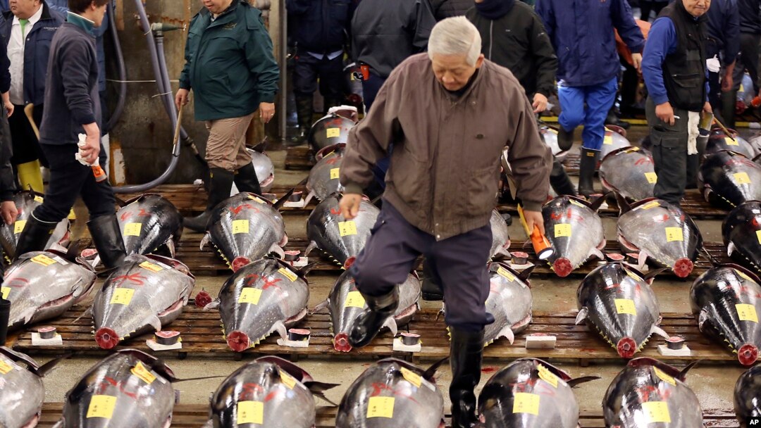 FILE - A prospective buyer inspects the quality of fresh tuna before the first auction of the year at Tsukiji fish market in Tokyo.