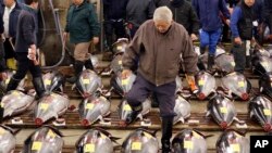 FILE - A prospective buyer inspects the quality of fresh tuna before the first auction of the year at Tsukiji fish market in Tokyo.