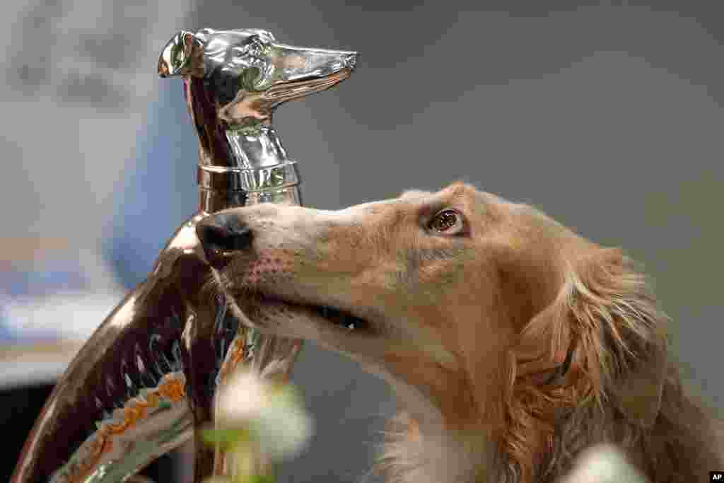 A Russian hunting sighthound is seen beside a trophy during a competition at a dog show in Dortmund, Germany.