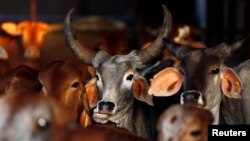 FILE - Rescued cattle are seen at a "goushala", or cow shelter, run by Bharatiya Gou Rakshan Parishad, an arm of the Hindu nationalist group Vishwa Hindu Parishad (VHP), at Aangaon village in the western Indian state of Maharashtra.