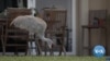 Rising Sea Levels Affects South Florida Family 