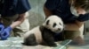 DC National Zoo Panda Cub Named Xiao Qi Ji or 'Little Miracle' 