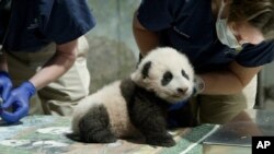 This handout photo released by the Smithsonian's National Zoo shows a panda cub named Xiao Qi Ji in Washington, Nov. 23, 2020.