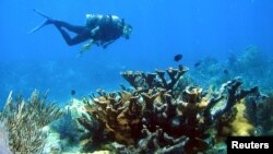 Un buzo pasa cerca de un colonia de coral, cerca del arrecife Molasses, en Florida.