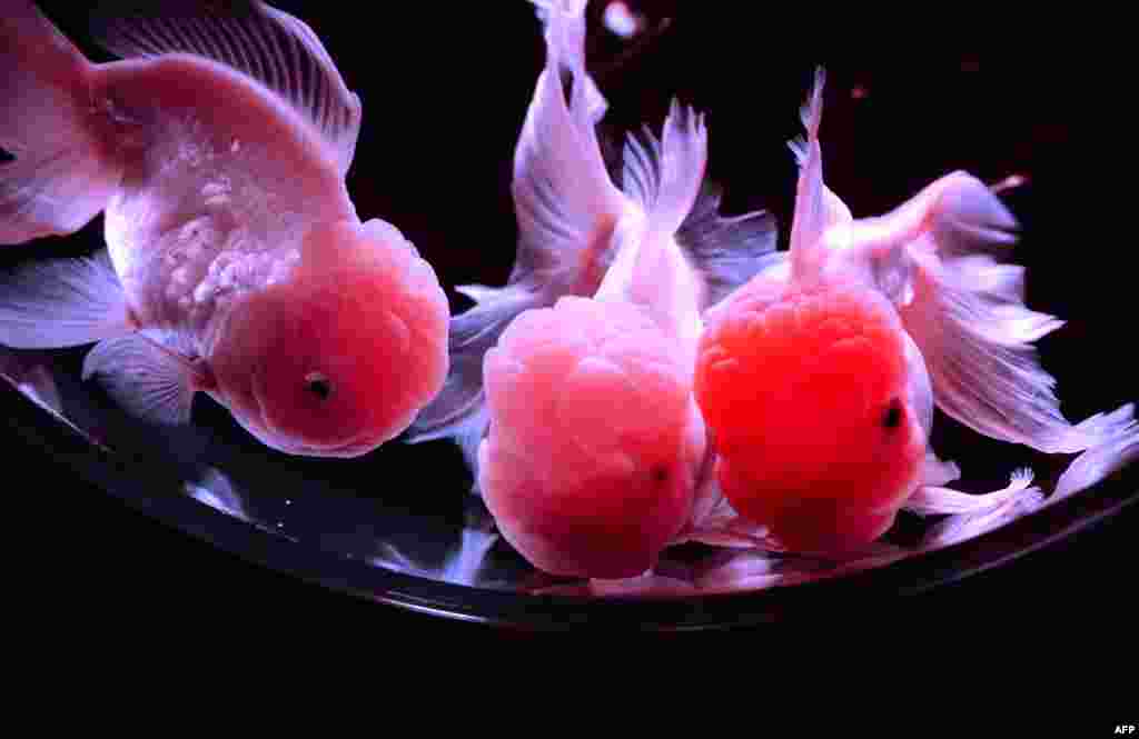 Goldfish swim in a tank as part of art exhibition &#39;Art Aquarium&#39; during a press preview in Tokyo. The exhibition, designed by aquarist Hidetomo Kimura, will begin from July 13 through September 23. 