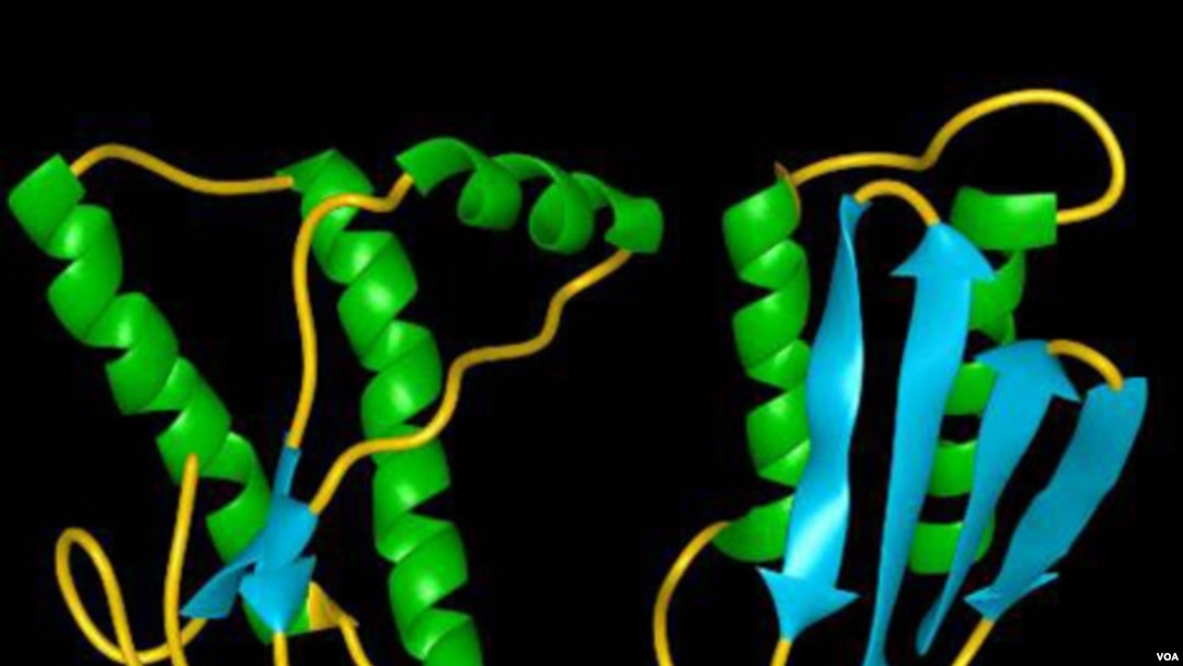 Ilustrasi komputer mengenai protein prion pada manusia, di sebelah kiri adalah rantai protein normal, sementara di sebelah kanan gambar protein prion abnormal.