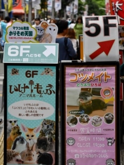 Promotional signboards for pet cafes featuring exotic animals, including otters, right, on display in the Harajuku district in Tokyo, Aug. 21, 2019.