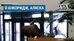 Лось в больнице