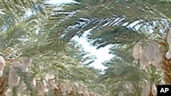 که‌مبوونه‌وه‌ی ئاستی به‌رهه‌مهێنانی خورما له‌ عێراقدا