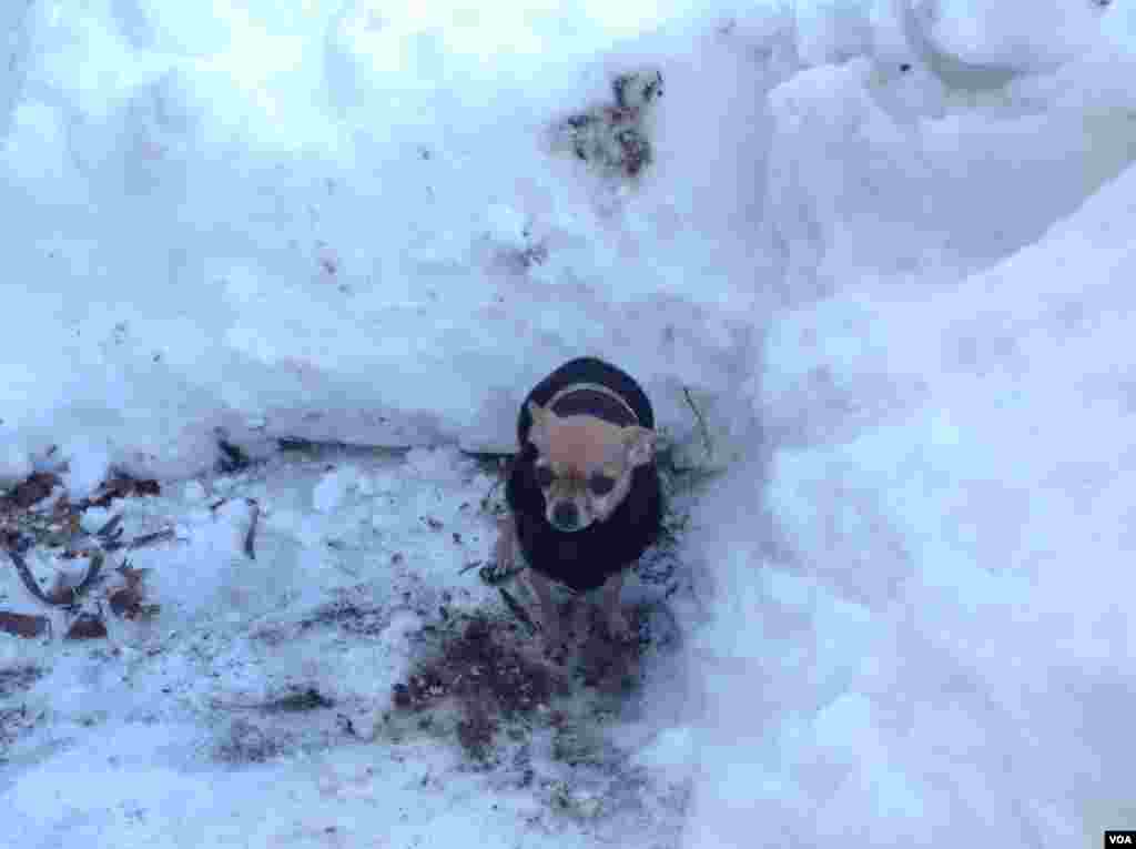 在雪地里给狗狗挖一个厕所(美国之音杨晨拍摄)