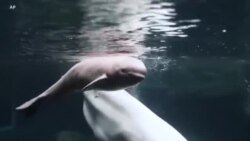 Нов живот среде пандемија – бебе бел кит се роди во аквариумот во Атланта