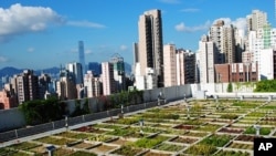 Hong Kong professor Jim Chi Yung's experimental rooftop garden.