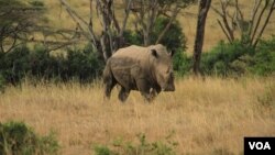 Seekor badak di taman nasional Nairobi di Kenya (foto: dok). Kenya akan menanam mikrocip pada setiap badak untuk menghindari perburuan liar. 