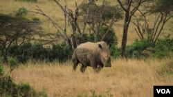 Seekor badak di taman nasional di Kenya (foto: dok). Kenya memasang transponder ke tubuh badak untuk memudahkan pelacakan. 