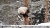 Female panda Lumi hangs upside down on a tree as she plays in her enclosure during the opening day of the Ahtari Zoo Snowpanda Resort in Ahtari, Finland, on Feb. 17, 2018. The zoo announced on Sept. 25, 2024, it will return its two pandas to China eight years ahead of schedule.