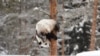 Panda betina bernama Lumi tampak bergelantungan di pohon saat salju turun menghujani kebun binatang Ahtari di Ahtari, Finlandia, pada 17 Februari 2018. (Foto: Roni Rekomaa/Lehtikuva/AFP)