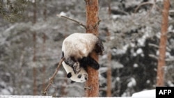 Panda betina bernama Lumi tampak bergelantungan di pohon saat salju turun menghujani kebun binatang Ahtari di Ahtari, Finlandia, pada 17 Februari 2018. (Foto: Roni Rekomaa/Lehtikuva/AFP)