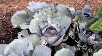Nanoparticles May Replace Chemicals in Pesticides