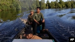 Konservasionis dari Borneo Orangutan Survival Foundation memindai puncak pohon untuk mencari orangutan selama operasi penyelamatan dan pelepasliaran kera yang terperangkap di petak hutan, di Sungai Mangkutub, Kalimantan Tengah. (Foto: AP/Dita Alangkara)