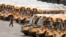 A worker passes public school buses parked at a depot in Manchester, New Hampshire, April 27, 2020. Children continue to be taught with remote learning while buildings are closed.