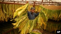 Bakiye Durmus hangs tobacco leaves to dry during the harvest season in Doganli village, Adiyaman province, southeast Turkey, Tuesday, Sept. 27, 2022. (AP Photo/Emrah Gurel)