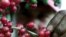 FILE - Red ripe coffee beans bloom on a plantation 