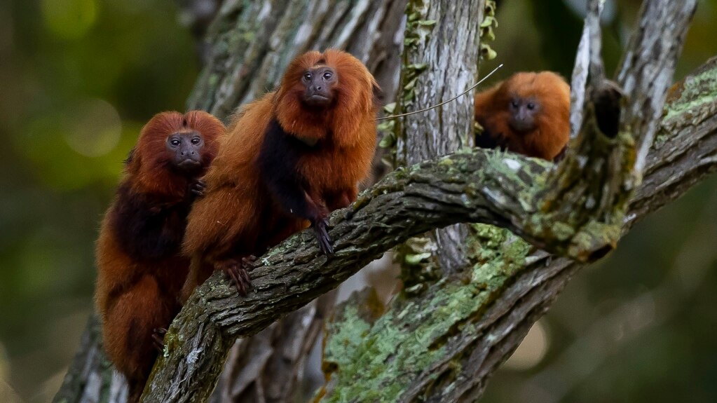 Brazilian Scientists Work to Vaccinate Endangered Monkeys