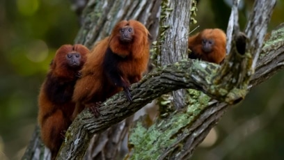 Brazilian Scientists Work to Vaccinate Endangered Monkeys