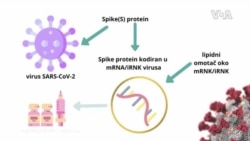 Infografika: mRNA - iRNK vakcine
