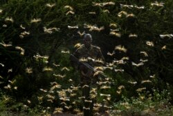 Ranger Gabriel Lesoipa is surrounded by desert locusts as he and a ground team relay the coordinates of the swarm to a plane spraying pesticides, in Nasuulu Conservancy, northern Kenya, Feb. 1, 2020.