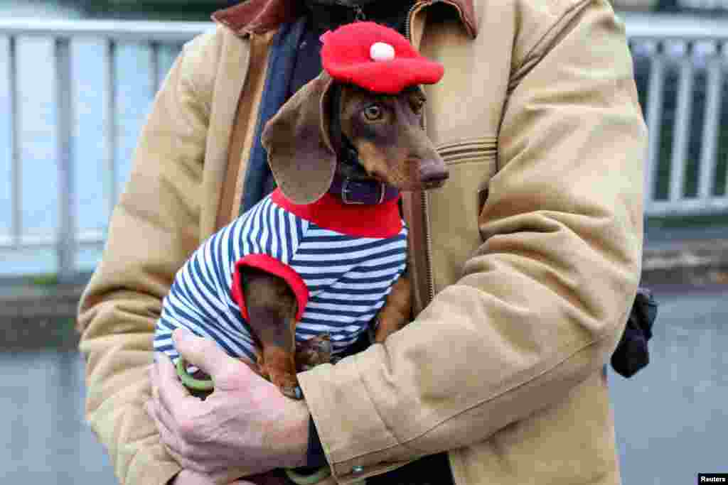 A person carries a dachshund, as dogs and humans take part in the annual Paris Sausage Walk, also known as the march of the dachshunds, in Paris, France.