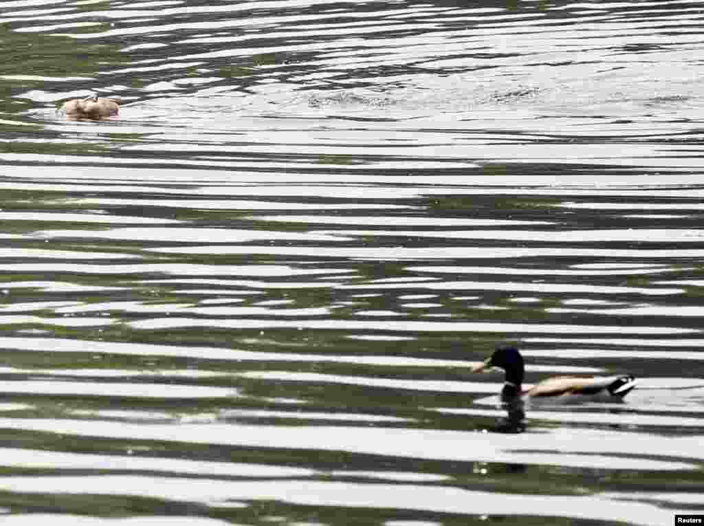 Seorang laki-laki berenang di Danau Houhai di Beijing, China.