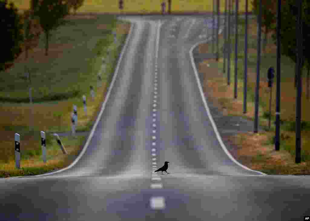A crow crosses an empty road in Frankfurt, Germany.
