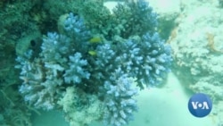 Searching for Coral That's Resistant to Climate Change