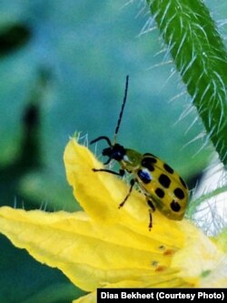 FILE - A bug stands on the petals of a flower in a house garden in Virginia. (Photo: Diaa Bekheet). A study estimates a 14 percent decline in ladybugs in the United States and Canada from 1987 to 2006.