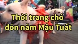 Thời trang chó đón năm Mậu Tuất