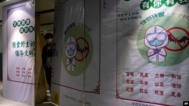 FILE - A worker wearing a mask peeps out behind construction barrier with a notice depicting a bat and advocating for people not to eat wild animals at the airport in Kunming in southern China's Yunnan province on Thursday, Dec. 3, 2020. (AP Photo/Ng Han Guan)