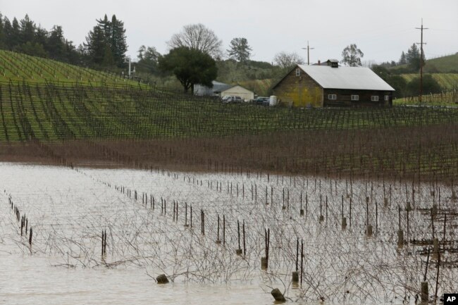 FILE - A vineyard is flooded along River Road near Forestville, Calif., Feb. 27, 2019.