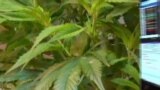 Вести од САД во минута 7-ми ноември