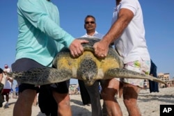 Members of the Wildlife Rescue program of Environment Agency Abu Dhabi carry a sea turtle to release on Saadiyat Island of Abu Dhabi, United Arab Emirates on June 6, 2023. (AP Photo/Kamran Jebreili)