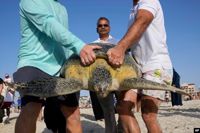 Members of the Wildlife Rescue program of Environment Agency Abu Dhabi carry a sea turtle to release on Saadiyat Island of Abu Dhabi, United Arab Emirates on June 6, 2023. (AP Photo/Kamran Jebreili)